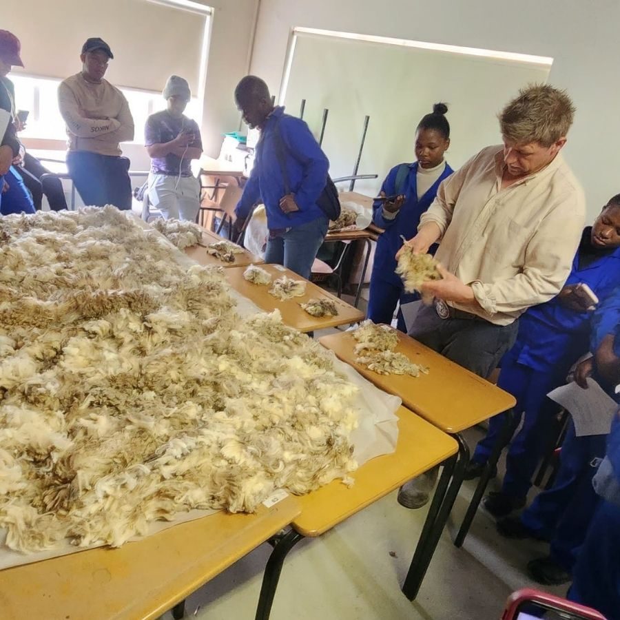 Wool Classing Training Session in Classroom Boland TVET College students learning wool classing techniques on raw fleece during agricultural training