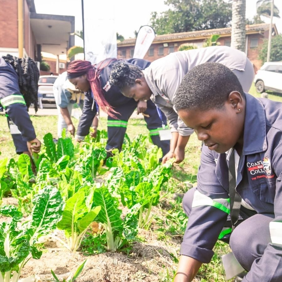 Coastal KZN TVET College students in overalls picking spinach in a community vegetable garden project